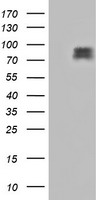 HEK293T cells were transfected with the pCMV6-ENTRY control (Left lane) or pCMV6-ENTRY CDCP1 (Right lane) cDNA for 48 hrs and lysed