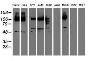 Western blot analysis of extracts (35ug) from 9 different cell lines by using anti-CDCP1 monoclonal antibody (HepG2: human; HeLa: human; SVT2: mouse; A549: human; COS7: monkey; Jurkat: human; MDCK: canine; PC12: rat; MCF7: human)
