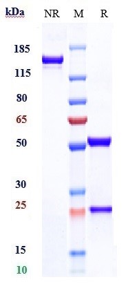 Anti-CDCP1/CD318 Reference Antibody (U