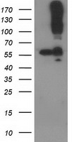 m02411 anti cdcp1 mouse monoclonal antibody clone id oti2c1 wb testing 1