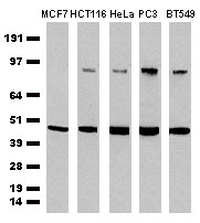 m02411 anti cdcp1 mouse monoclonal antibody clone id oti2c1 wb testing 2