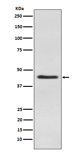 Western blot analysis of Inhibin alpha expression in Human testis lysate