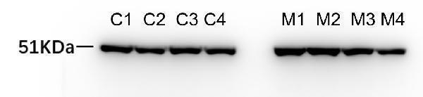 m02416 2 krt7 primary antibodies wb testing 2