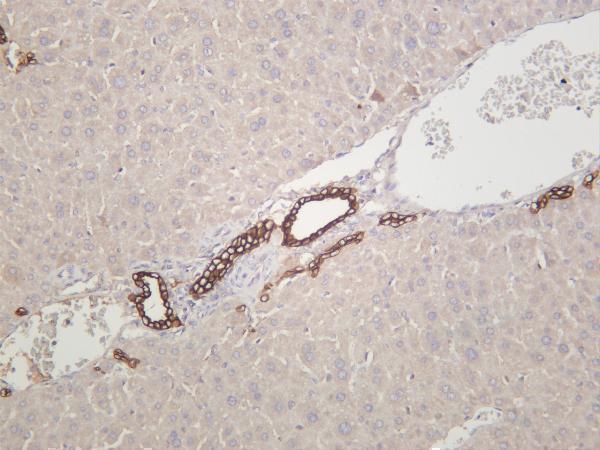 Mouse liver was stained with anti-Cytokeratin 7 rabbit antibody