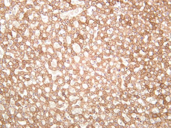 Rat liver was stained with anti-Cytokeratin 7 rabbit antibody