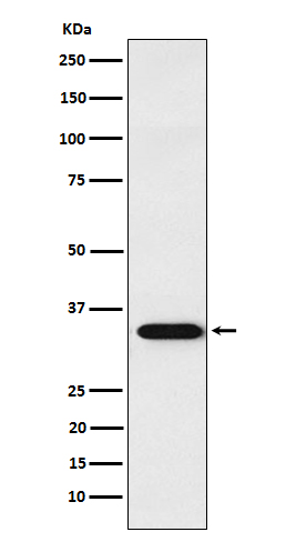 Western blot analysis of APRIL expression in Jurkat cell lysate