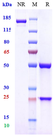 Anti-TNFSF13/APRIL/CD256 Reference Antibody (sibeprenlimab) on SDS-PAGE under reducing (R) condition