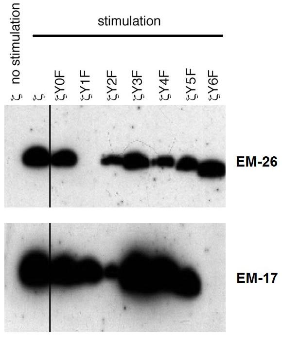 Western blotting analysis using monoclonal antibodies EM-26 (anti-CD3 zeta phospho-Tyr72) and EM-17 (anti-CD3 zeta phospho-Tyr153) reacting with particular phosphorylated human CD3 zeta mutants