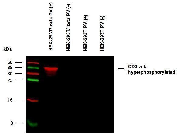 Anti-Hu CD3 zeta (pY153) Purified (clone EM-17) specificity verification by WB