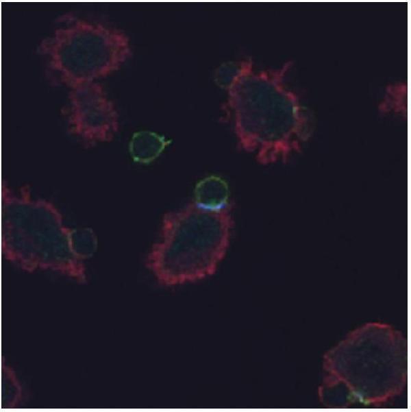 Immunocytochemistry detection of phosphorylated CD3 zeta (EM-26; light blue) in immunological synapse formed between the lymph node naïve T cells from AND TCR transgenic mice and DCEK cells loaded with MCC peptide, after 20 min