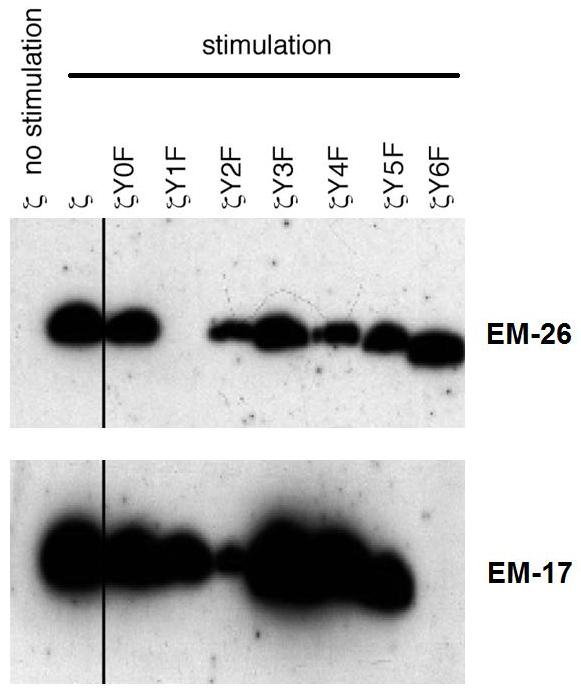 Western blotting analysis using monoclonal antibodies EM-26 (anti-CD3 zeta phospho-Tyr72) and EM-17 (anti-CD3 zeta phospho-Tyr153) reacting with phosphorylated particular human CD3 zeta mutants