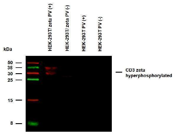 m02421 2 hu cd3 zeta py72 primary antibodies wb testing 2