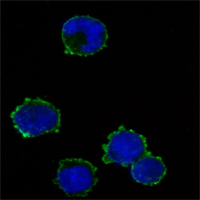 Immunofluorescence analysis of K562 cells using CD247 Monoclonal Antibody (green)