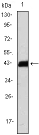 Western Blot analysis using CD247 Monoclonal Antibody against CD247-hIgGFc transfected HEK293 cell lysate