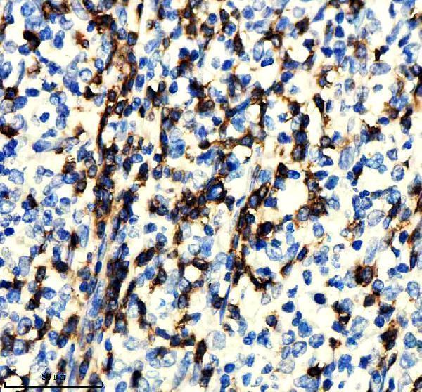 m02421 cd3z primary antibodies ihc testing 3
