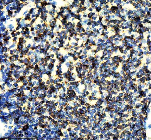 m02421 cd3z primary antibodies ihc testing 4