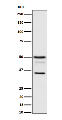 Western blot analysis of Bag1 expression in HeLa cell lysate