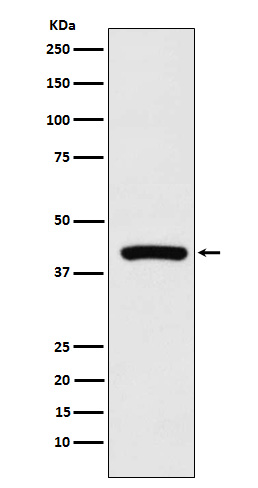 Western blot analysis of Cyclophilin 40 expression in K562 cell lysate