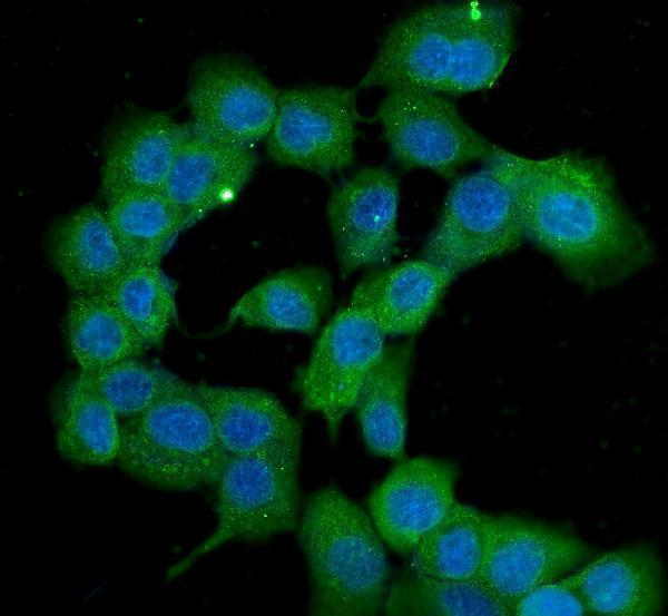 m02424 ppid primary antibodies if testing 9