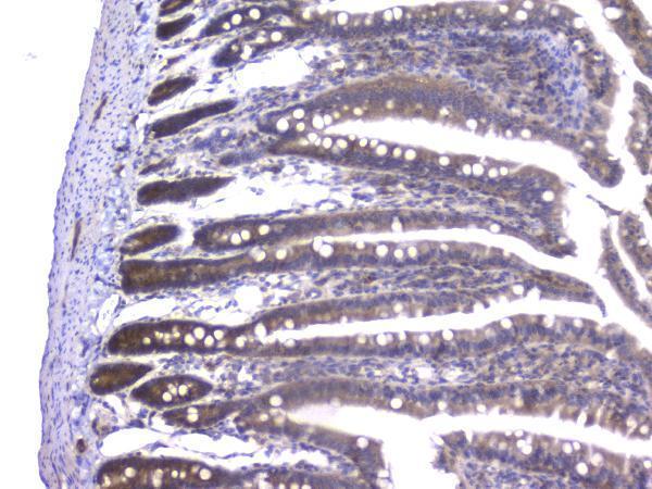 m02424 ppid primary antibodies ihc testing 7