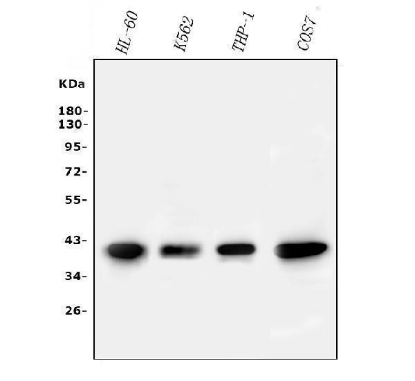  Western blot analysis of PPID using anti-PPID antibody (M02424)