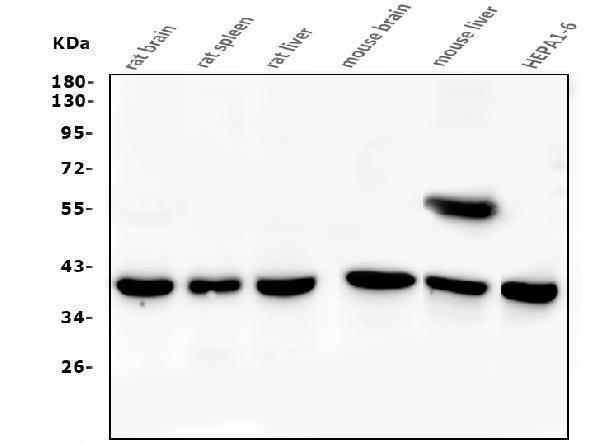  Western blot analysis of PPID using anti-PPID antibody (M02424)