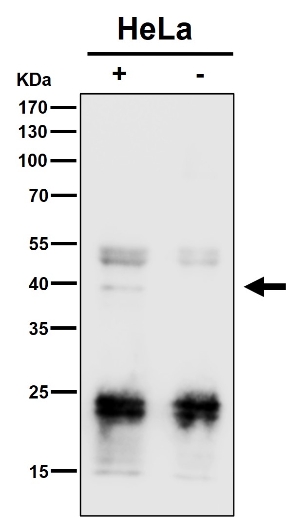 m02425 1 ip7