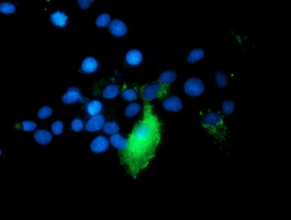 Anti-TRAP1 mouse monoclonal antibody (M02426-2) immunofluorescent staining of COS7 cells transiently transfected by pCMV6-ENTRY TRAP1