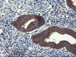 Immunohistochemical staining of paraffin-embedded Human endometrium tissue within the normal limits using anti-TRAP1 mouse monoclonal antibody