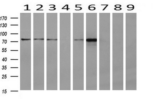 m02426 2 anti hsp75 trap1 mouse monoclonal antibody clone id oti1a1 wb testing 2
