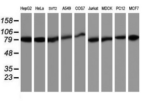 m02426 2 anti hsp75 trap1 mouse monoclonal antibody clone id oti1a1 wb testing 3