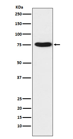 Western blot analysis of TRAP1 expression in K562 cell lysate