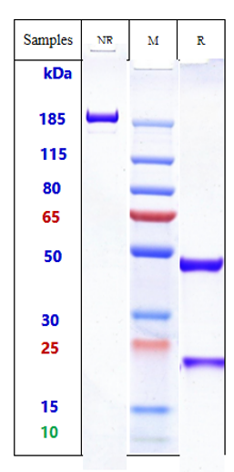 Anti-Fc gamma R1 Reference Antibody (Medarex Patent Anti-Fc-Gamma-R1) on SDS-PAGE under reducing (R) condition
