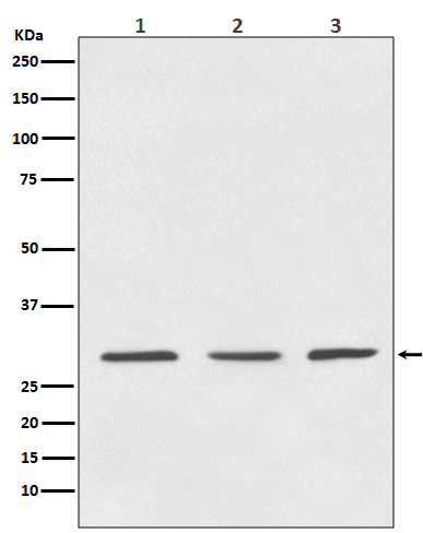 Western blot analysis of 14-3-3 expression in (1) HeLa cell lysate; (2) 3T3 cell lysate; (3) PC-12 cell lysate