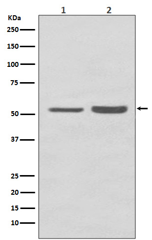 m02434 wb