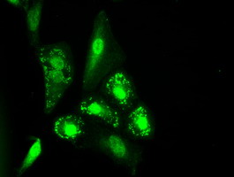 m02435 1 anti il3 mouse monoclonal antibody clone id oti3b11 if testing 11