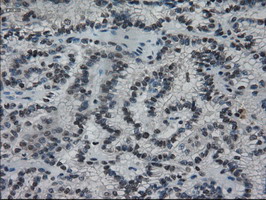 m02435 1 anti il3 mouse monoclonal antibody clone id oti3b11 ihc testing 10