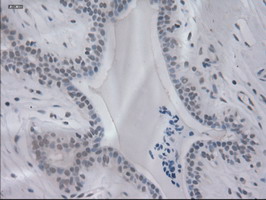 m02435 1 anti il3 mouse monoclonal antibody clone id oti3b11 ihc testing 6