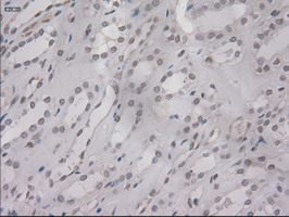m02435 1 anti il3 mouse monoclonal antibody clone id oti3b11 ihc testing 9