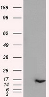 HEK293T cells were transfected with the pCMV6-ENTRY control (Left lane) or pCMV6-ENTRY IL-3 (Right lane) cDNA for 48 hrs and lysed