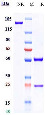 Anti-GPNMB Reference Antibody (glembatumumab) on SDS-PAGE under reducing (R) condition