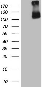 HEK293T cells were transfected with the pCMV6-ENTRY control (Left lane) or pCMV6-ENTRY GPNMB (Right lane) cDNA for 48 hrs and lysed
