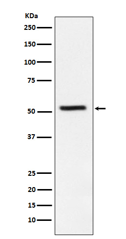 m02444 1 wb
