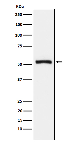 m02444 wb