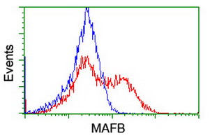 m02446 anti mafb mouse monoclonal antibody clone id oti1e9 flow cytometry testing 17