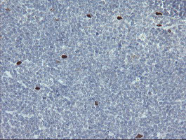 m02446 anti mafb mouse monoclonal antibody clone id oti1e9 ihc testing 11