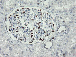 m02446 anti mafb mouse monoclonal antibody clone id oti1e9 ihc testing 15