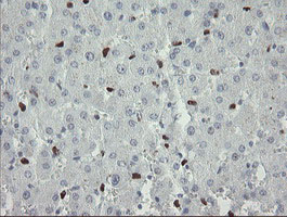 m02446 anti mafb mouse monoclonal antibody clone id oti1e9 ihc testing 16