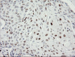m02446 anti mafb mouse monoclonal antibody clone id oti1e9 ihc testing 2