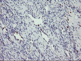 m02446 anti mafb mouse monoclonal antibody clone id oti1e9 ihc testing 3